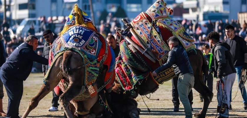 Burhaniye’de deve güreşleri büyük ilgi gördü