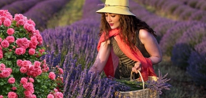 Isparta lavantayla taçlanıyor