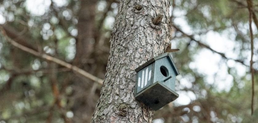 Ümraniye’de doğaya 1.100 kuş evi yerleştirildi