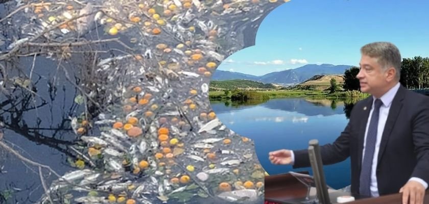 Ceyhan Nehri'nde su kirliliği ve balık ölümleri: Halk sağlığı tehdit altında