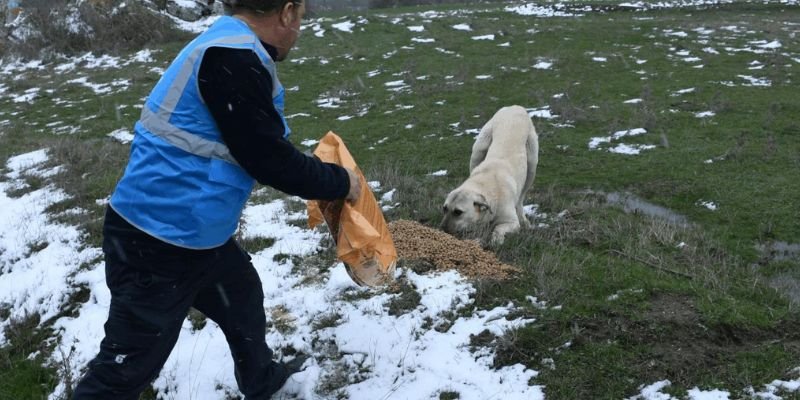 can dostları - TurizmPolitika can dostları