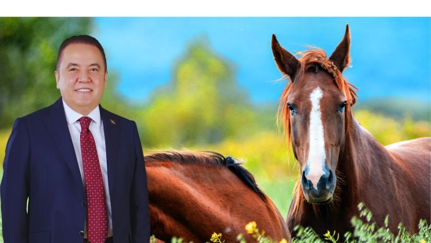 yılkı atları - TurizmPolitika yılkı atları