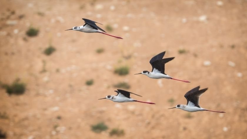 Milleyha Kuş Cenneti