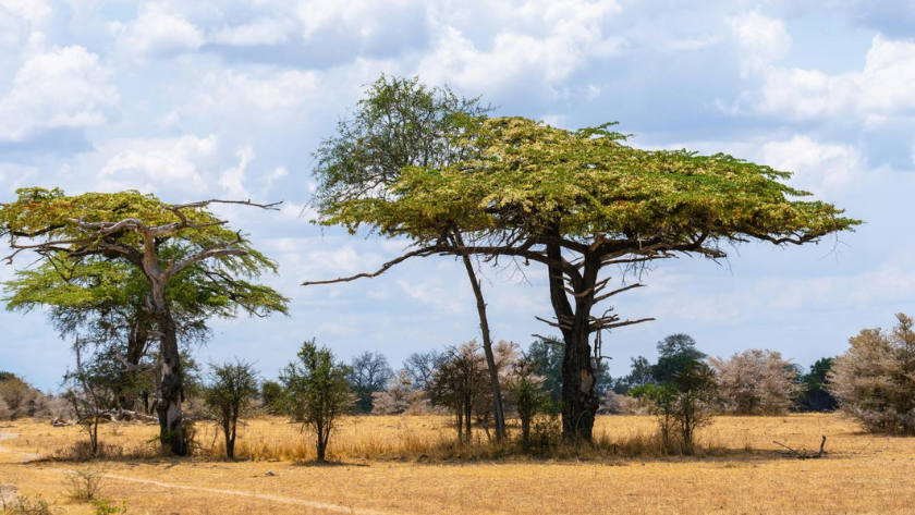 Tanzanya milli park ücretlerini dondurdu, turizm bütçesini artırdı