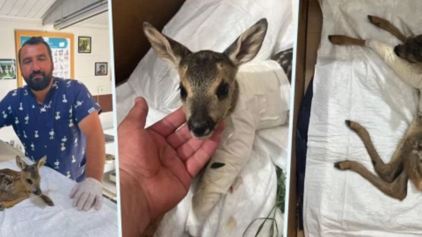 Çankırı’da yaralı yavru karaca tedavi edildi