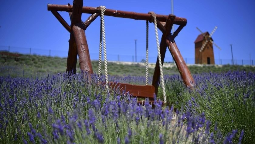 Başkent lavanta bahçeleri