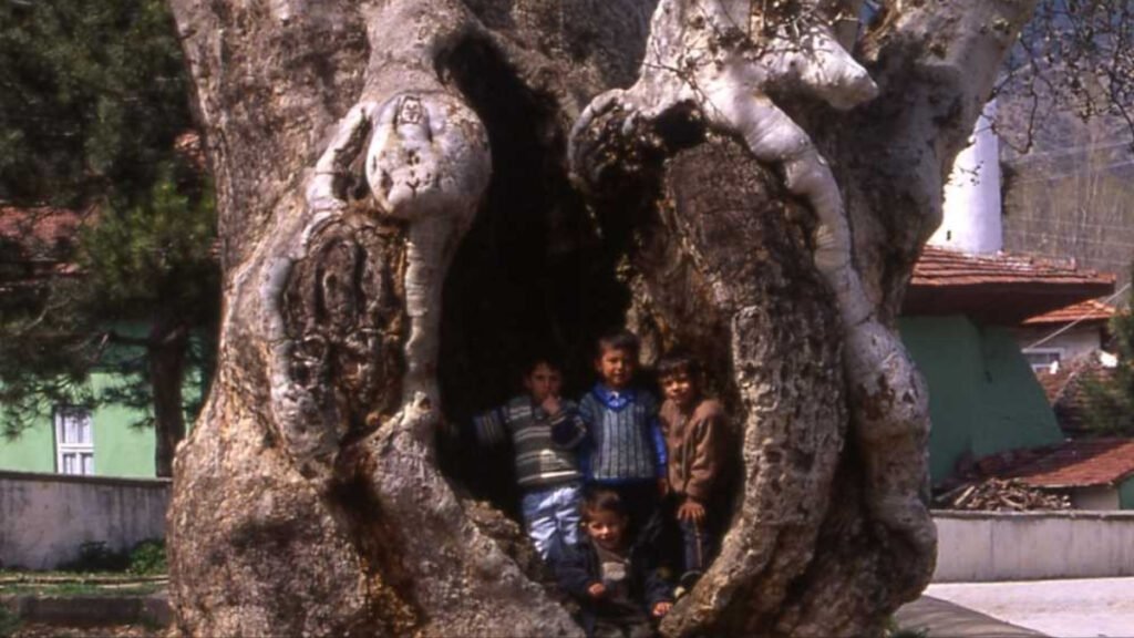 Taraklı 7 asırlık çınar - TurizmPolitika Taraklı 7 asırlık çınar