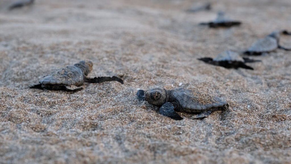 Yavru kaplumbağalar