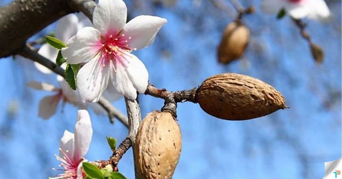 Van’da Bahar Turizmini Canlandıracak Badem Çiçeği Festivali Başlıyor